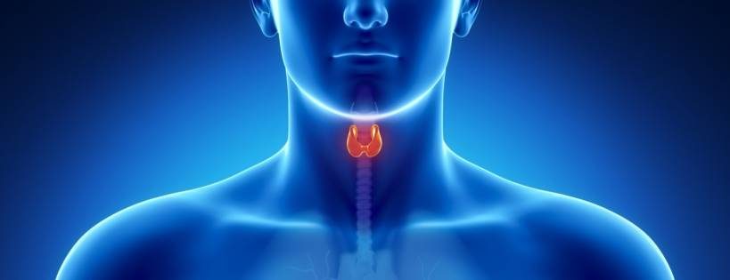 Thyroid Gland Function - Thyroid Guide - Thyroid Supplements