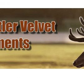 Deer Antler Velvet Side Effects Crank It   Is Deer Antler Velvet Really A Scam 1 270x250 